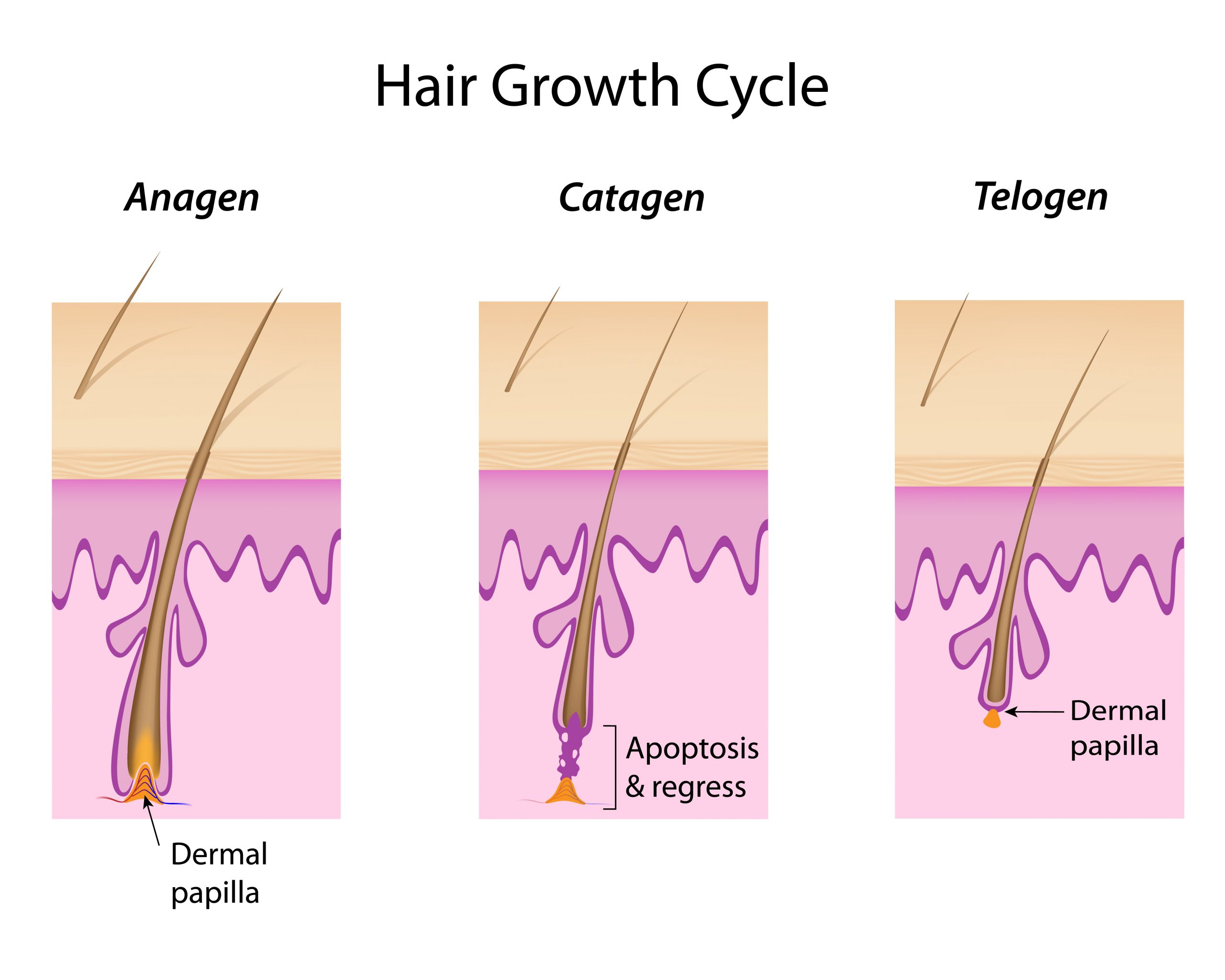 The Truth About Hair Loss In Both Men And Women Healthgardeners 