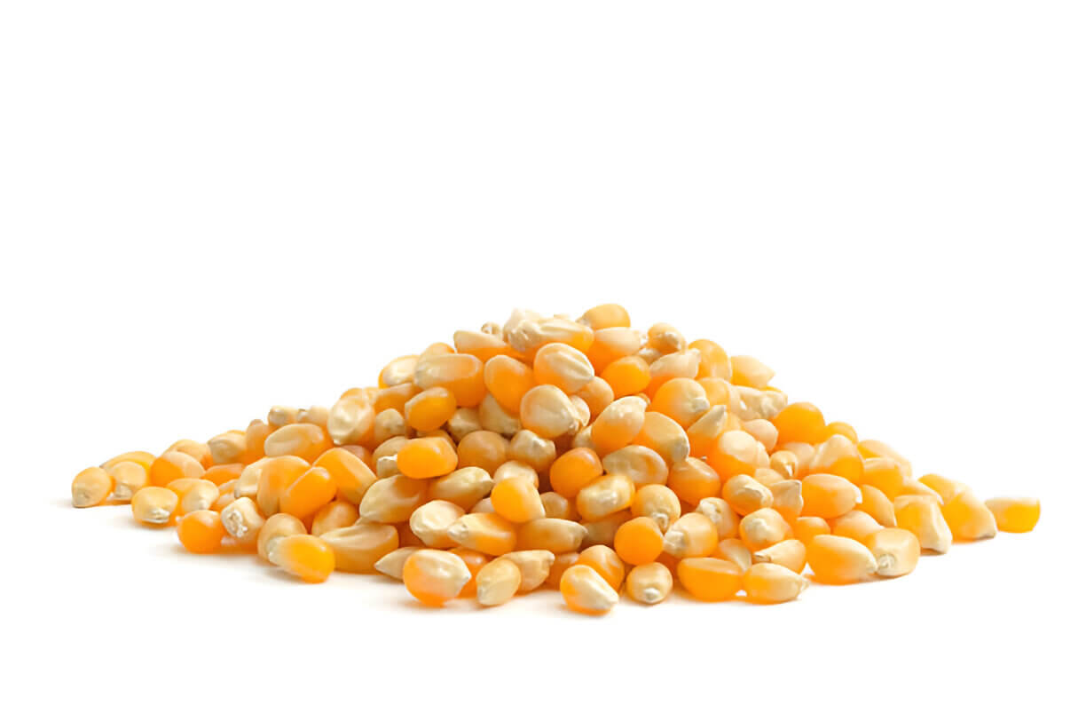 Seed Corn