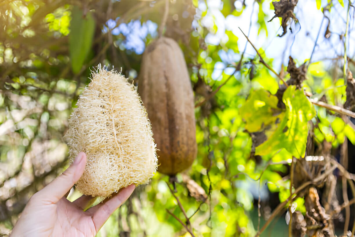 Loofah Sponges